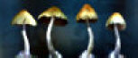 Hire Infected Mushroom - Booking Information